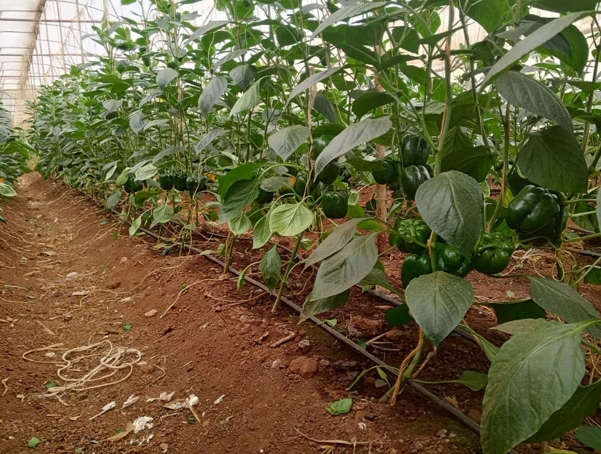 Greenhouse & Aquaculture Facilities