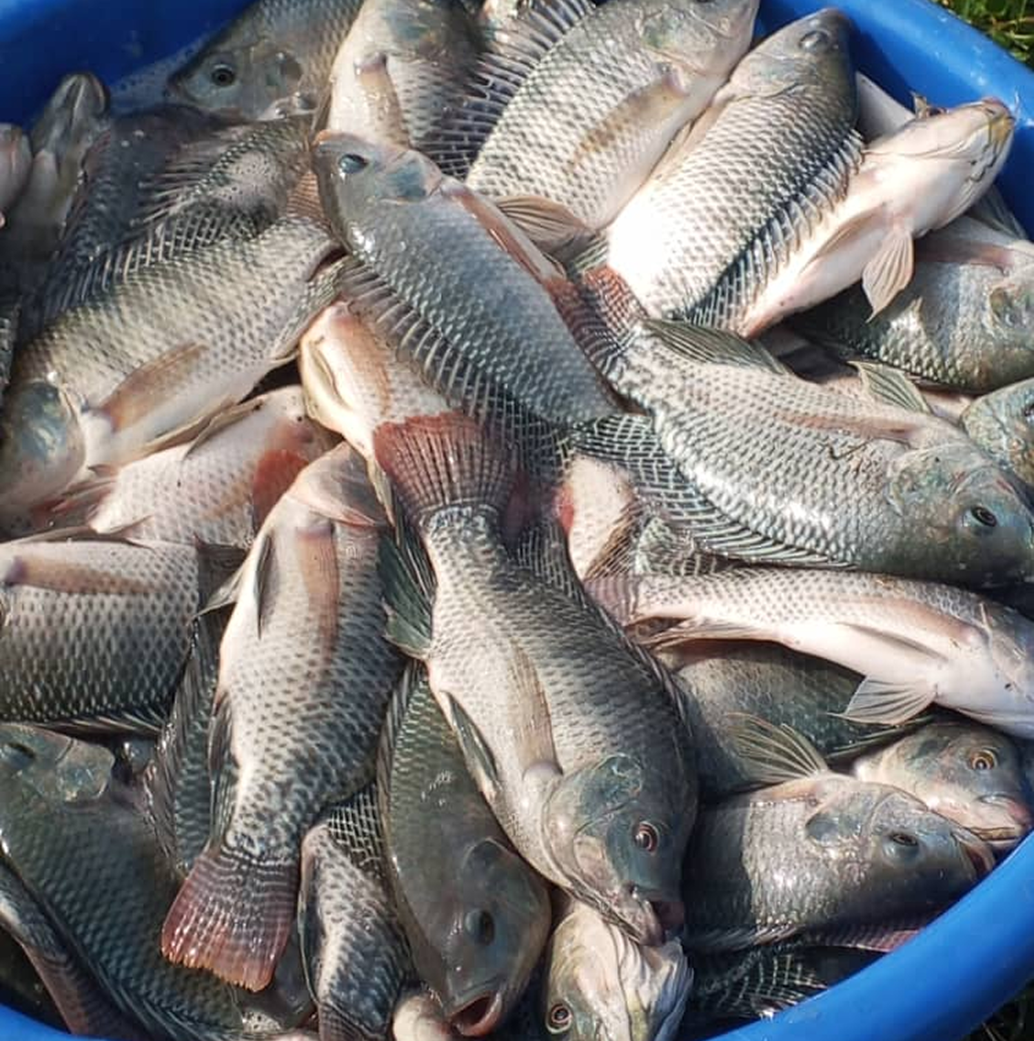 Tilapia